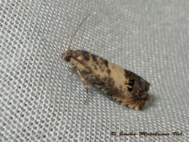 Pammene fasciana - Tortricidae